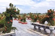 Chiêm ngưỡng kiểng “long quy” giá 400 triệu đồng/cặp