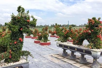 Chiêm ngưỡng kiểng “long quy” giá 400 triệu đồng/cặp