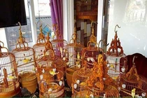 Đàn chim quý tộc đột biến gen siêu quý hiếm trị giá 10 tỷ