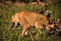 Sư tử cướp con mồi bị linh cẩu đánh chạy te tua