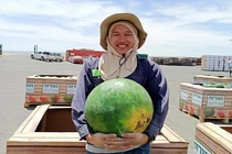 Tu nghiệp sinh người Việt kể chuyện thu hoạch dưa hấu tại Isarel