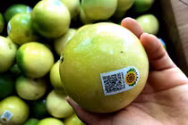 Chanh mà lại ngọt, quả vàng treo khắp núi đồi thu về tiền tỷ