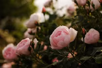 Tử vi thứ bảy ngày 1/12/2018 của 12 cung hoàng đạo