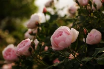 Tử vi thứ bảy ngày 1/12/2018 của 12 cung hoàng đạo