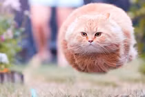 Những khoảnh khắc cực "vi diệu" của sự tình cờ