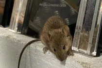 Nhà tù Úc sơ tán khẩn vì bị chuột tấn công