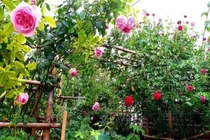 Vợ rung động với anh hàng xóm vì chồng lạnh nhạt