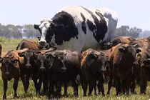 15 vật thể có kích thước siêu khổng lồ