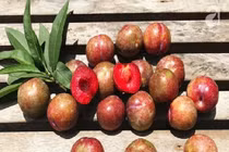 Cách chọn mận tươi ngon trăm quả như một không bị sâu thối