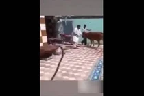 Video: Ngã ngửa với những tình huống động vật phản chủ "đau điếng"