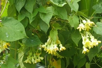 Những loại cây leo bờ rào nông dân kiếm tiền triệu