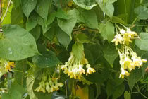 Những loại cây leo bờ rào nông dân kiếm tiền triệu