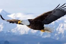 Video: Xem đại bàng tấn công và phá hủy UAV