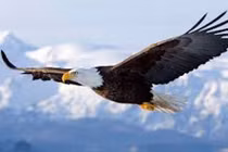 Video: Xem đại bàng tấn công và phá hủy UAV