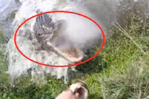 Video: Thót tim khoảnh khắc người câu cá suýt thành mồi của cá sấu