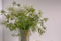 Mới lạ hoa cà rốt, thu hút nhiều bà nội trợ mua về cắm