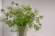 Mới lạ hoa cà rốt, thu hút nhiều bà nội trợ mua về cắm