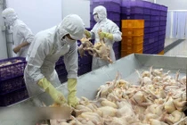 Không xuất khẩu được gà vì… đàn vịt nhà hàng xóm