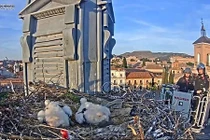 Thành phố bỗng nhiên hút khách nhờ cảnh cò làm tổ trên mái nhà