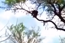 Video: Cả gan ăn thịt báo săn con, đại bàng trả thù kinh hoàng