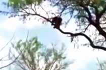 Video: Cả gan ăn thịt báo săn con, đại bàng trả thù kinh hoàng