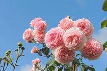 Tôi bàng hoàng khi biết mình là con nuôi