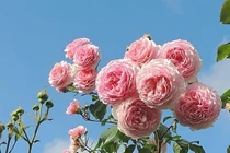 Tôi bàng hoàng khi biết mình là con nuôi