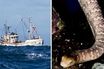 Vừa kéo lưới đánh cá, bị con vật trong lưới cắn tử vong