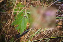 Bằng chứng mới trong vụ thiếu niên 13 tuổi cưỡng hiếp bé gái