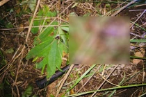 Bằng chứng mới trong vụ thiếu niên 13 tuổi cưỡng hiếp bé gái