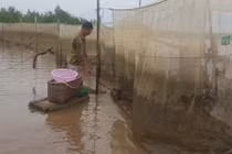 Theo chân ngư dân vào rừng săn đặc sản biển, kiếm nửa triệu/ngày