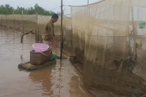 Theo chân ngư dân vào rừng săn đặc sản biển, kiếm nửa triệu/ngày