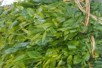 Rau ngót rừng ngon lạ miệng, giá hơn trăm ngàn/kg vẫn hết