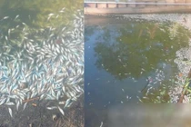 An Giang: Ao cá tiền tỷ nghi bị hạ độc ngày Tết