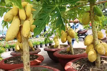 Đu đủ lùn: Quả vàng óng, mọc chi chít