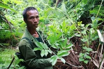Loài sâm tiến vua bị lãng quên ở núi Dành