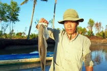 Chưa từng thấy ở Cà Mau: Bắt hàng chục con cá chẽm siêu "khủng"