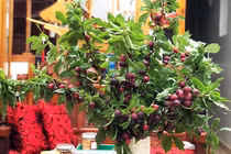 Mận cơm rẻ bèo vẫn ế, mận nguyên cành đắt giá cháy hàng