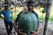 Vùng đất cứ trồng bí đao xuống là có quả to 50kg, 100kg