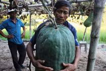 Vùng đất cứ trồng bí đao xuống là có quả to 50kg, 100kg