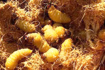 "Săn" nhộng cọ béo núc, ngoe nguẩy - đặc sản đãi khách quý