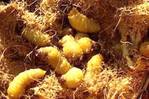 "Săn" nhộng cọ béo núc, ngoe nguẩy - đặc sản đãi khách quý