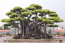 Mãn nhãn cây sanh cổ Việt Nam được định giá gần 460 tỷ