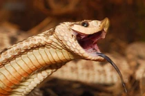 Loài rắn “thây ma” chuyên lăn đùng giả chết, còn biết phun máu như đóng phim