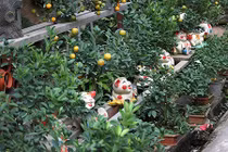 Lợn đất "cõng" quất bonsai giá bạc triệu chơi Tết ở Hà Nội