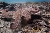 Phát hiện các “khu đô thị” của bạch tuộc dưới đại dương