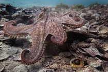 Phát hiện các “khu đô thị” của bạch tuộc dưới đại dương