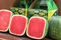 Dưa hấu vuông Nhật siêu đắt 4,5 triệu đồng/quả bị người Việt chê