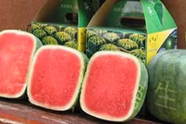 Dưa hấu vuông Nhật siêu đắt 4,5 triệu đồng/quả bị người Việt chê