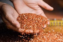 Sự thật chỉ ăn gạo lứt muối mè sẽ khỏi ung thư?